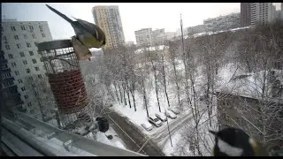 Снег, синицы, сало и арахис. Слушаем модель для сборки