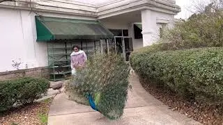 నెమలి తో నేను… 💃🏻💃🏻💃🏻