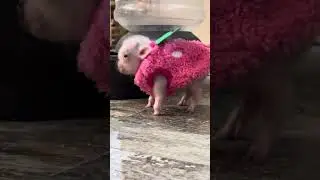 Maizey the strawberry ❤️