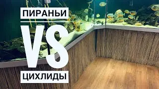 Пираньи против цихлид
