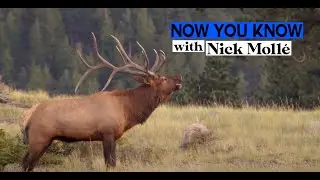 Now You Know with Nick Molle: Wild Elk