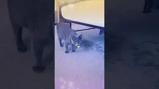 Kitten (Mochi) Can Play Fetch!😻 