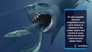 Why Megalodon is Extinct From The World