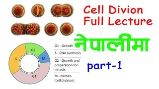 Structure of Nucleus and Mechanism of Cell Cycle. | Part -1| #cellbiology#nucleus