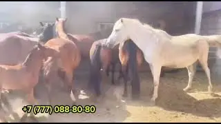 САТЫЛАДЫ +7 (777) 088-80-80