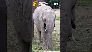 3 cool facts about elephants 