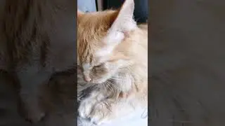 Эх, взять бы сейчас колбасы,  намазать сметанкой #котики #озвучка #юмор