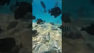 Когда очень хочется вместе с рыбками 🤣 #reels #shorts #аможноястобой #sea