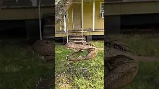 What did I just find on Ocracoke, OBX?