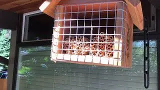 Leaf Cutter Bees in Action