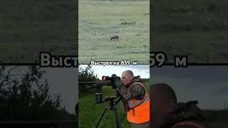 Roe deer hunting. Long shot (859 m) 