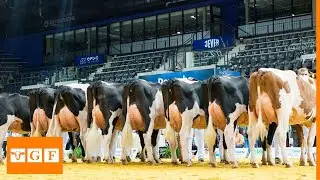 Dairy Holstein Championship