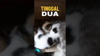 Anak bubu mati lagi, tinggal dua #kucingbubbu #catbaby #kucing #kitty #kitten #kittycat #kucinglucu