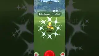 SHINY BELLSPROUT!! #pokemongo #pokémon #pokemon #shorts