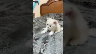 Шотландские котята #смешныеживотные #cat #yourcat #catlover
