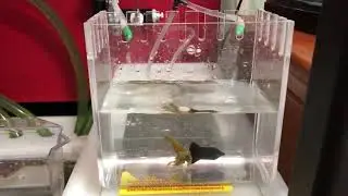 Drip Acclimation via Return