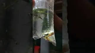 Shrimp 🦐 #fishfarming #shrimp