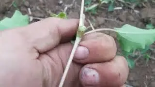 Лён после опрыскивания!