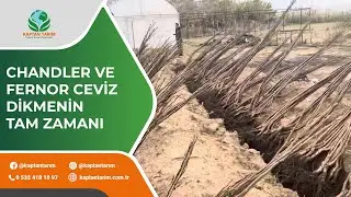 Chandler ve Fernor Ceviz Fidanları