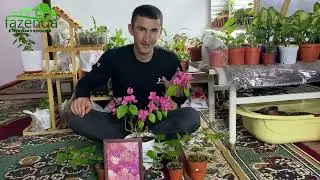 Бугенвиллея на продажу ‼️