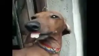 british dog