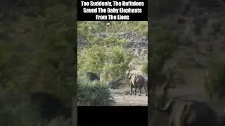 Too Suddenly, The Buffaloes Saved The Baby Elephants From The Lions.