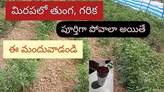 మీ మిరప తోట లో కలుపు పోవాలి అంటే ఈ మందు spray చెయ్యండి | How to control weed in mirchi crop...