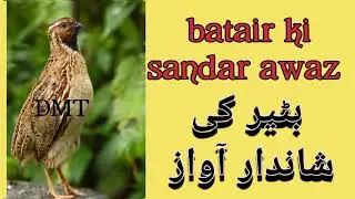 Batair ki shandar awaz//Quail's wonderful voice for hunting