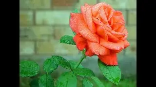 Rose Garden Trends For 2015