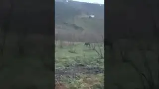 fındık bahçesine tek çalışmaya gitmeyin. yaban domuzu nerden çıkacağı belli değil
