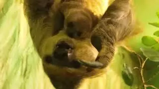 Sloth shocks keepers with surprise baby