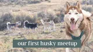 We Went to A Husky Meetup!