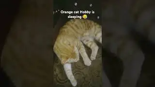My cat hobby is sleeping all day #cat #kitten #catlover #orangecat