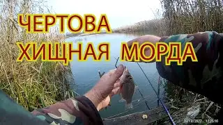 ЧЕРТОВА  ВЫДРА  СОЖРАЛА  МОИХ  КАРАСЕЙ