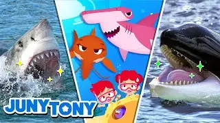 ¡Tiburones en Acción! | Revanchas de Tiburones | Canciones Infantiles | JunyTony en español