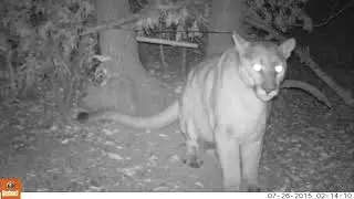Puma at Hair Snare