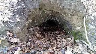 Норы больших неизвестных животных в арбековском лесу