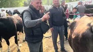 Fargona yozyavon chorva mol bozori Ona bola sigirlar narxlari 