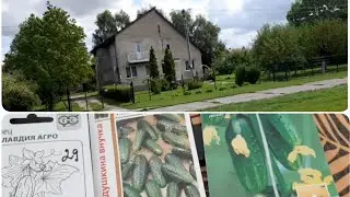 ИЩЕМ...Сердитый кот. Мартышка и очки. Сажаю огурцы.