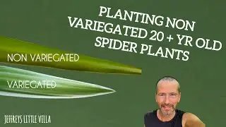 Planting Non Variegated Spider Plants For Future Plants