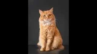 Amazing CATS.  Funny cats.  Part 44. 😸😻🐶