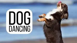Dog Dancing - avagy szinkronmozgás kutyával zenére | Petissimo