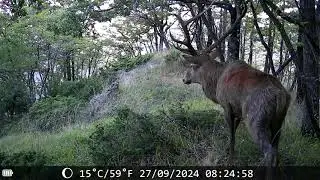 Su in cima 🦌 - Cervus elaphus #fototrappolaggio #trailcamera #fototrappola