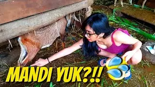 SAATNYA MANDI | 