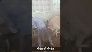 gau bhoj banas gaushala