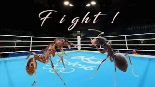КОЛОНИЯ РЫЖИХ V/S САДОВЫХ МУРАВЬЕВ!