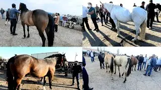 Куйлик От бозори нархлари дахшат Отлар .