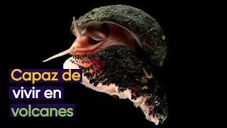 El caracol volcánico, una criatura interesante