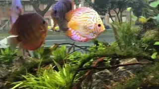 Hermosos acuario de peces de agua dulce