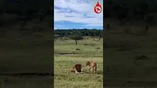 #viralvideo  - This Majestic Lions Mating & Roars